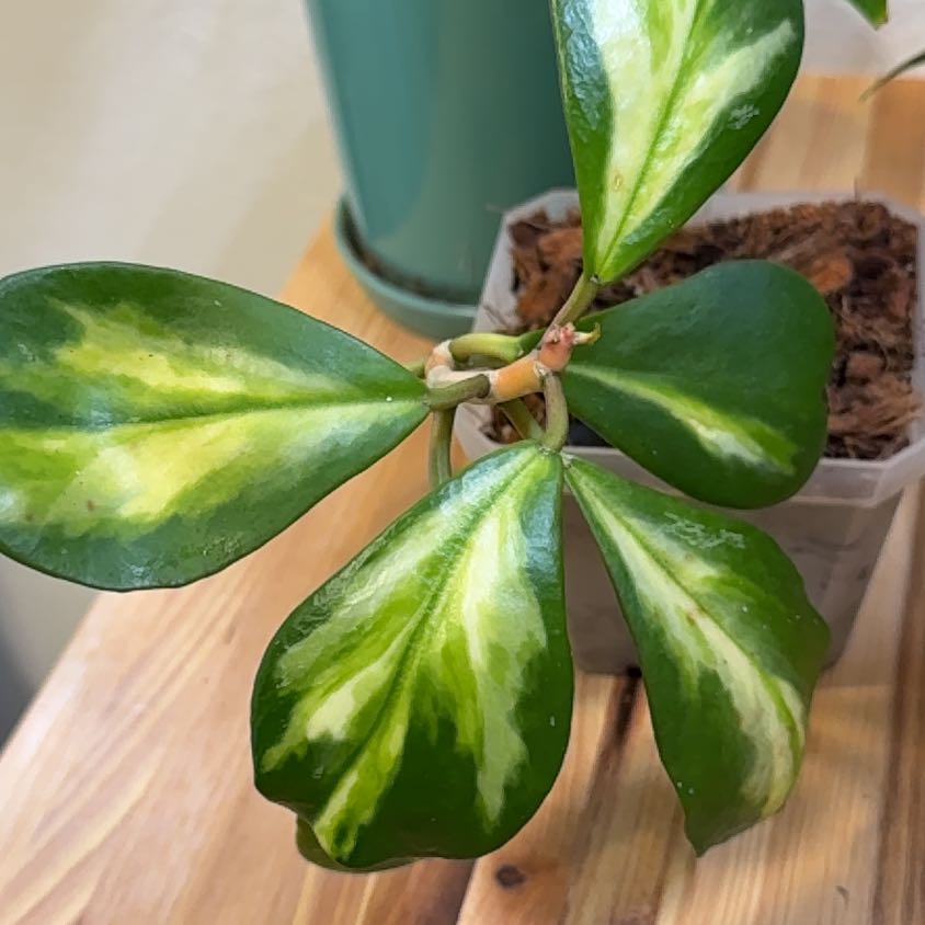 Photo of the plant species Variegated Heart Leaf Hoya by @MamaLinne named MSTR Kerry on Greg, the plant care app