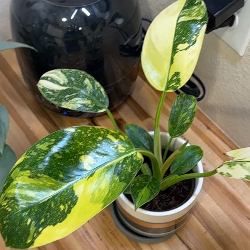 Photo of the plant species Philodendron 'Congo' by @MamaLinne named LR Oscar on Greg, the plant care app