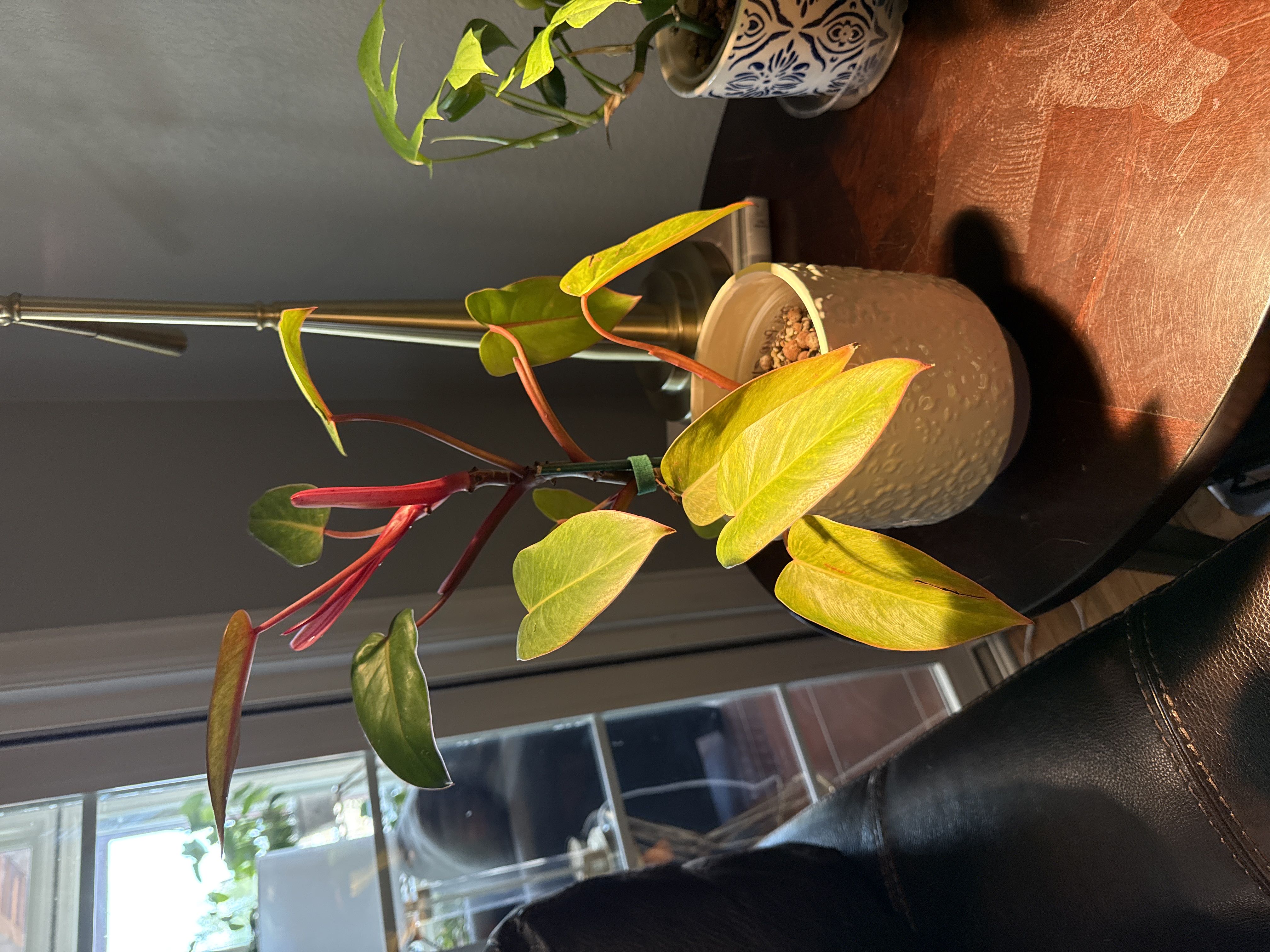 Photo from the post