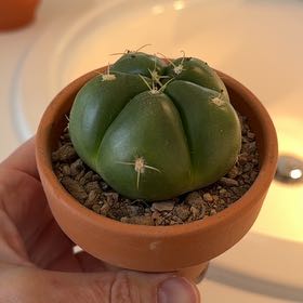 Photo of the plant species Gymnocalycium horstii 'Album' by @MamaLinne named OFC Rosa on Greg, the plant care app