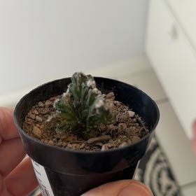 Photo of the plant species Moonlight Crest Cactus by @MamaLinne named OFC Moon on Greg, the plant care app