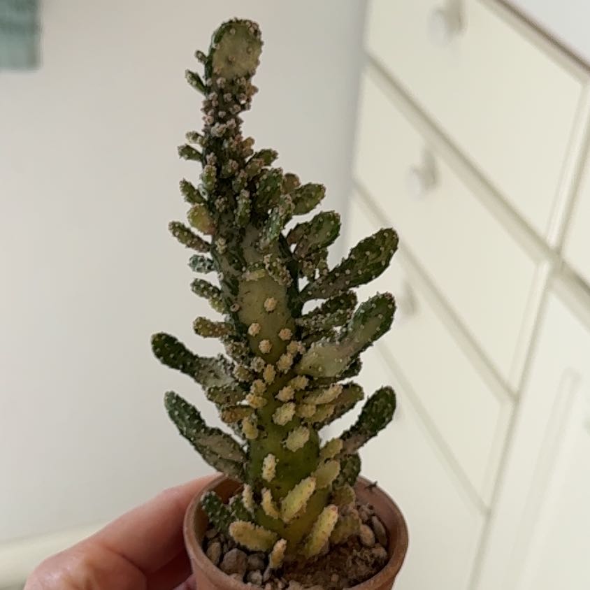 Photo of the plant species Variegated Joseph's Coat Cactus by @MamaLinne named OFC Joseph on Greg, the plant care app