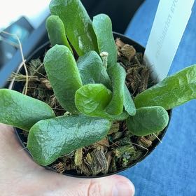 Photo of the plant species Hoya rotundiflora by @MamaLinne named SR Frodo on Greg, the plant care app
