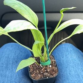 Photo of the plant species Variegated Anthurium Vittarifolium by @MamaLinne named SR Slim on Greg, the plant care app