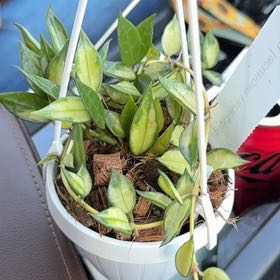Photo of the plant species Hoya lacunosa by @MamaLinne named LDRY Eva on Greg, the plant care app