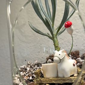 Photo of the plant species Blue Chalk Stick by @MamaLinne named LR Plato on Greg, the plant care app