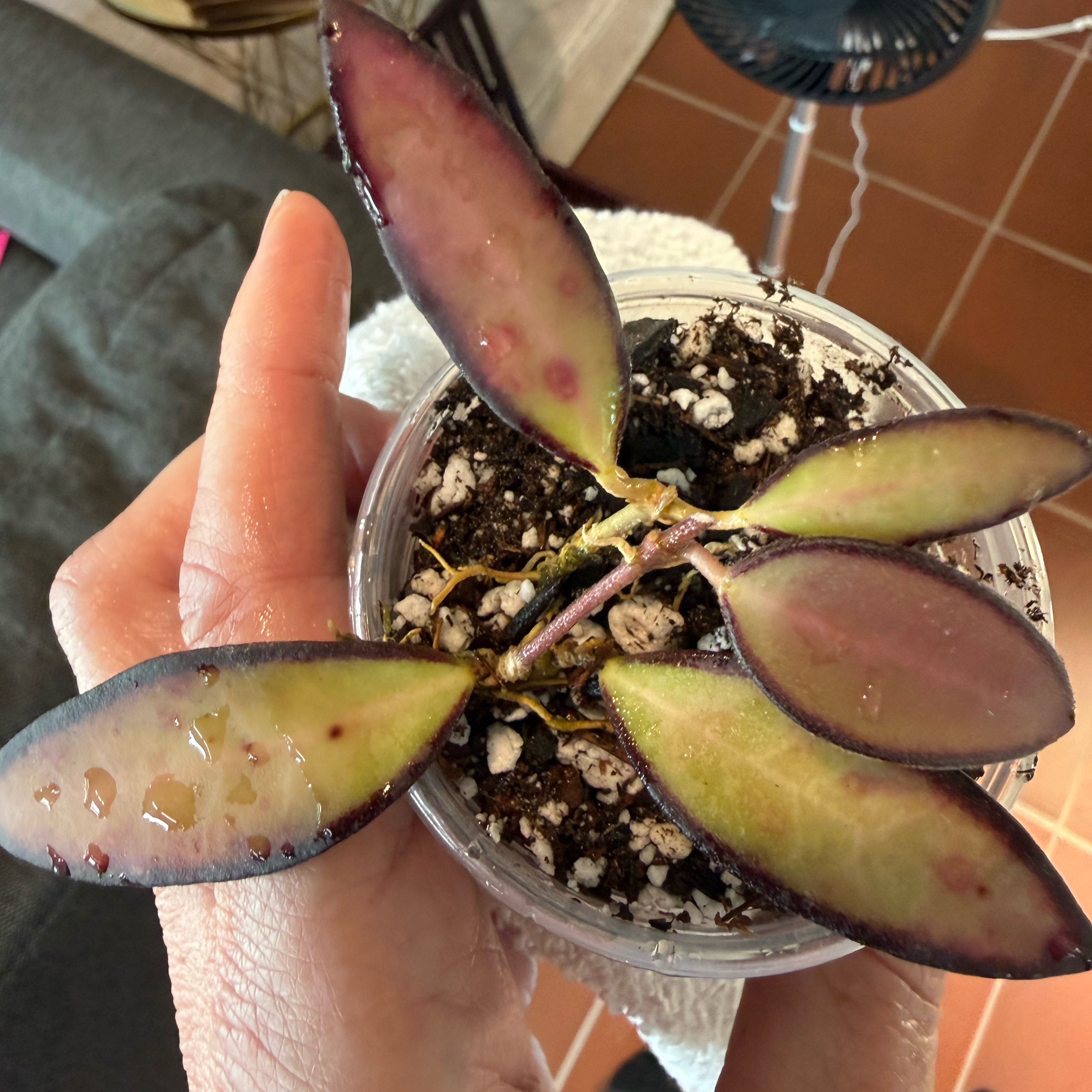Photo of the plant species Hoya rosita 'Adrift' by @MamaLinne named OFC Rosita on Greg, the plant care app