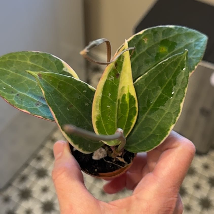 Photo of the plant species Hoya Latifolia by @MamaLinne named LDRY Demi on Greg, the plant care app