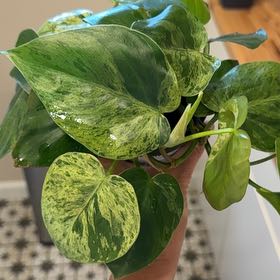 Photo of the plant species Variegated Heartleaf Philodendron by @MamaLinne named LR Zion on Greg, the plant care app