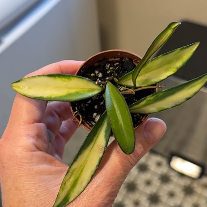 Photo of the plant species Stringbean Hoya by @MamaLinne named LDRY Daphne on Greg, the plant care app