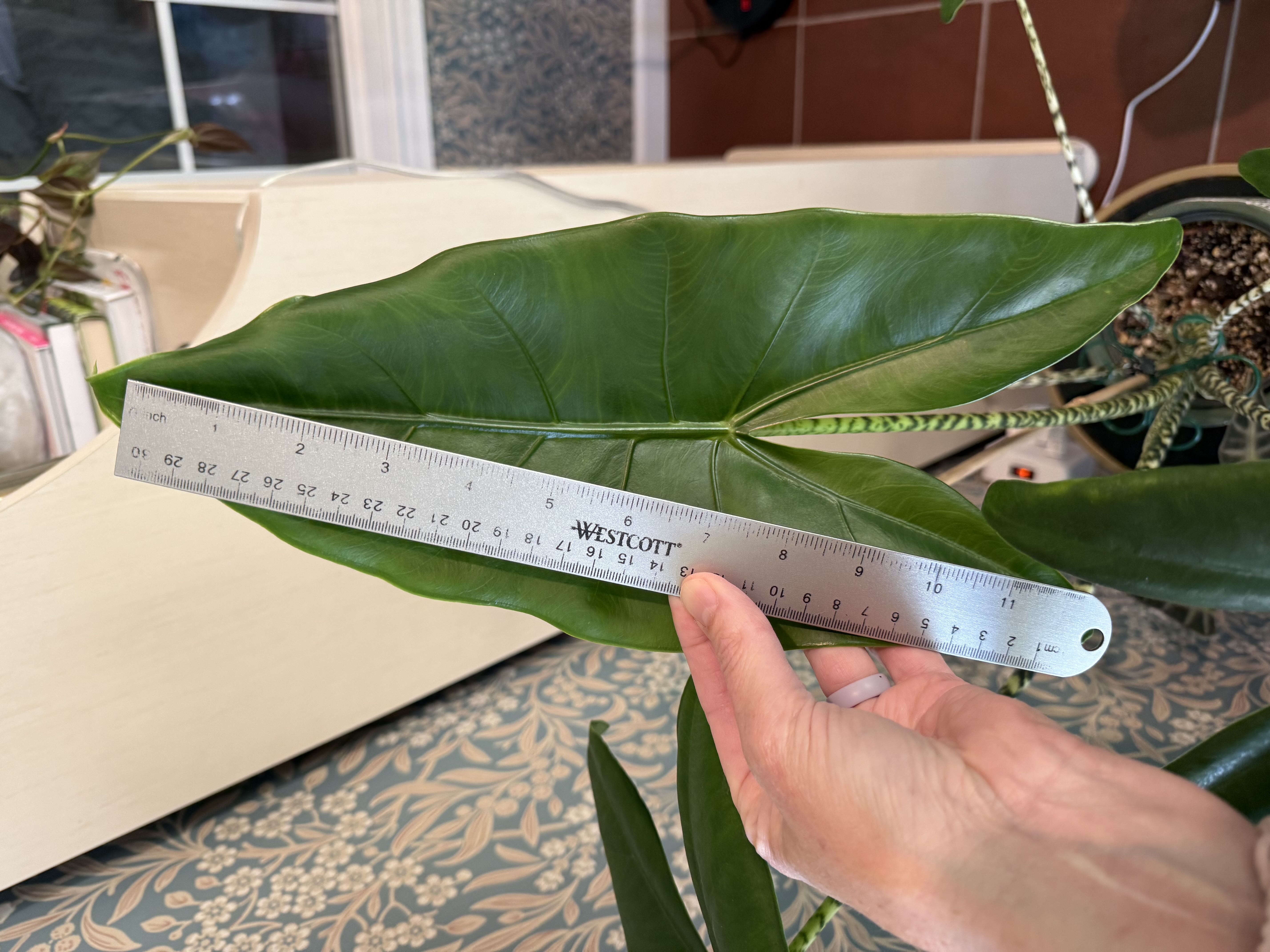 Photo from the post