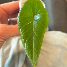 Photo of the plant species Alocasia Scalprum by @MamaLinne named SR Tairn on Greg, the plant care app