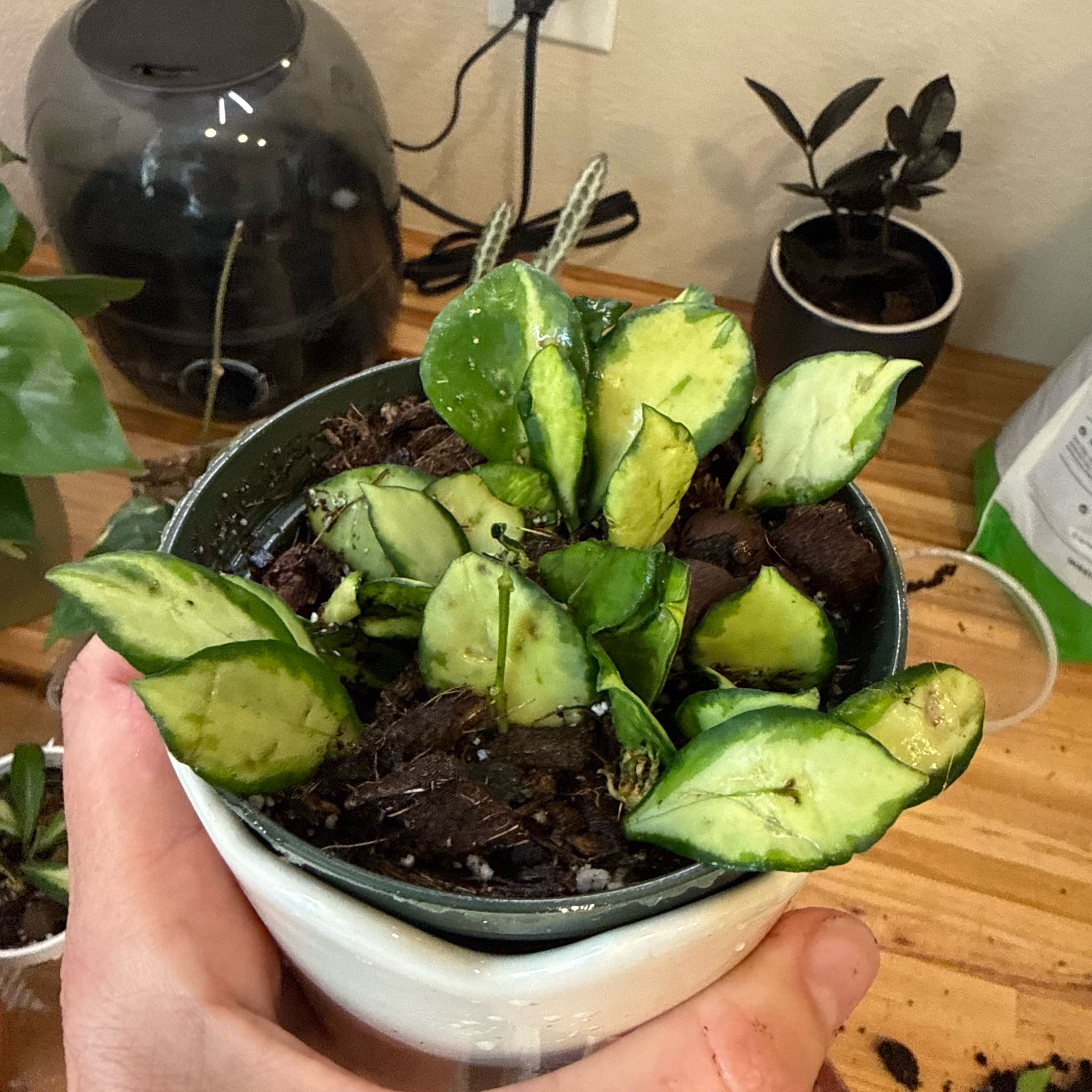 Photo of the plant species Hoya heuschkeliana variegata by @MamaLinne named LDRY Humpty Dumpty on Greg, the plant care app