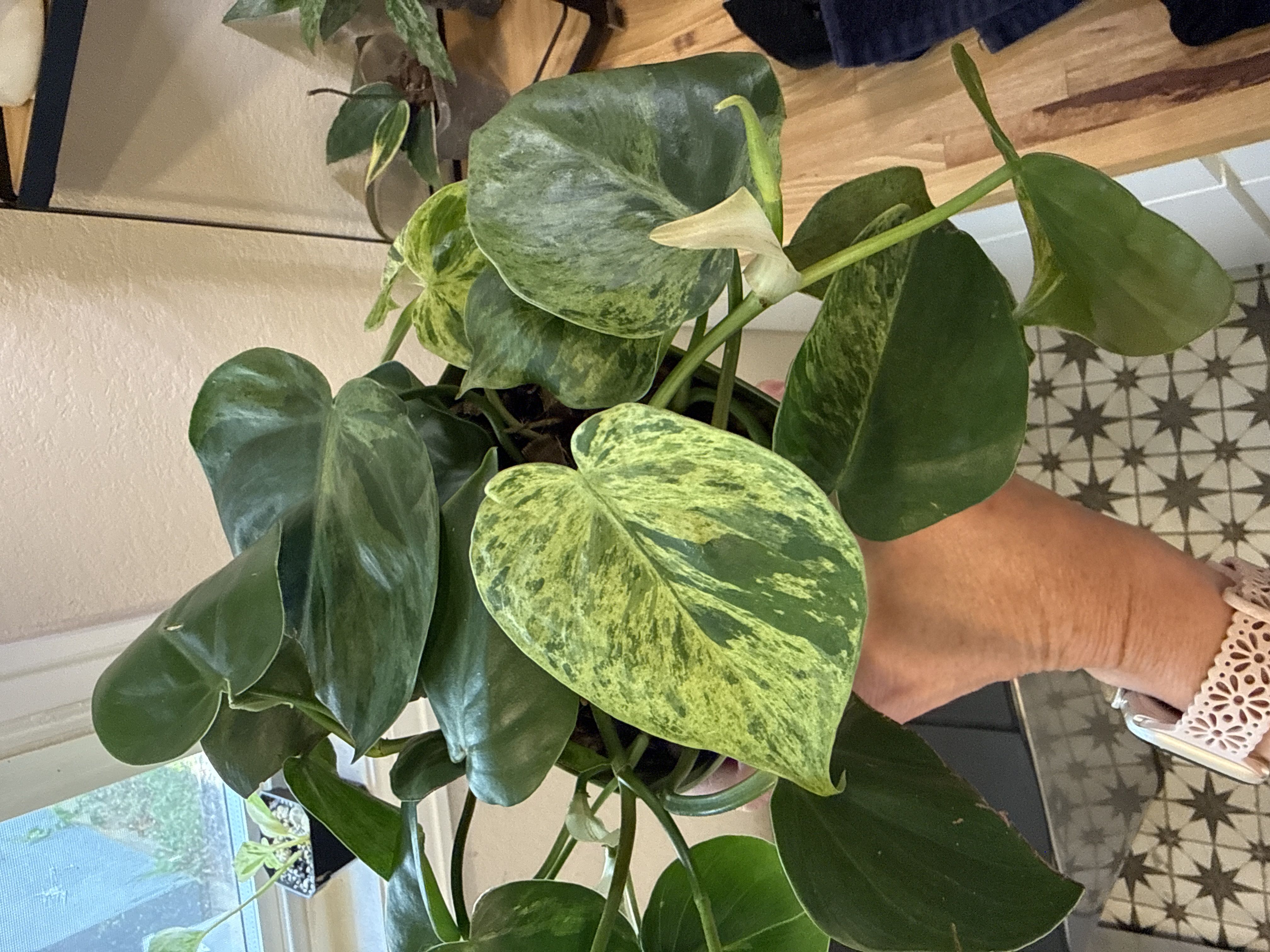 Photo from the post