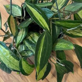 Photo of the plant species Hoya Latifolia by @MamaLinne named LDRY Olla de Oro on Greg, the plant care app
