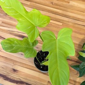 Photo of the plant species Philodendron Gold Violin by @MamaLinne named LDRY Stradivarius on Greg, the plant care app