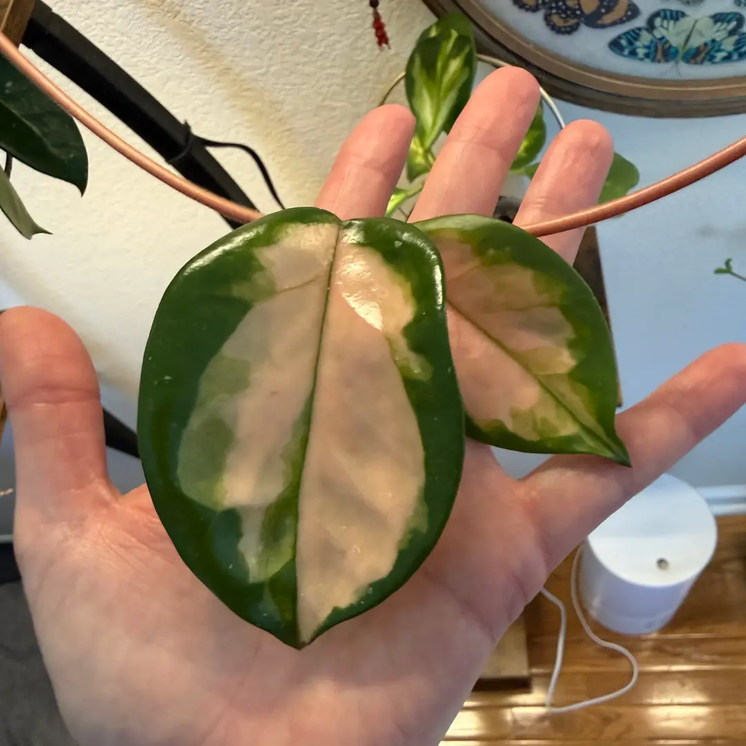 Photo from the post