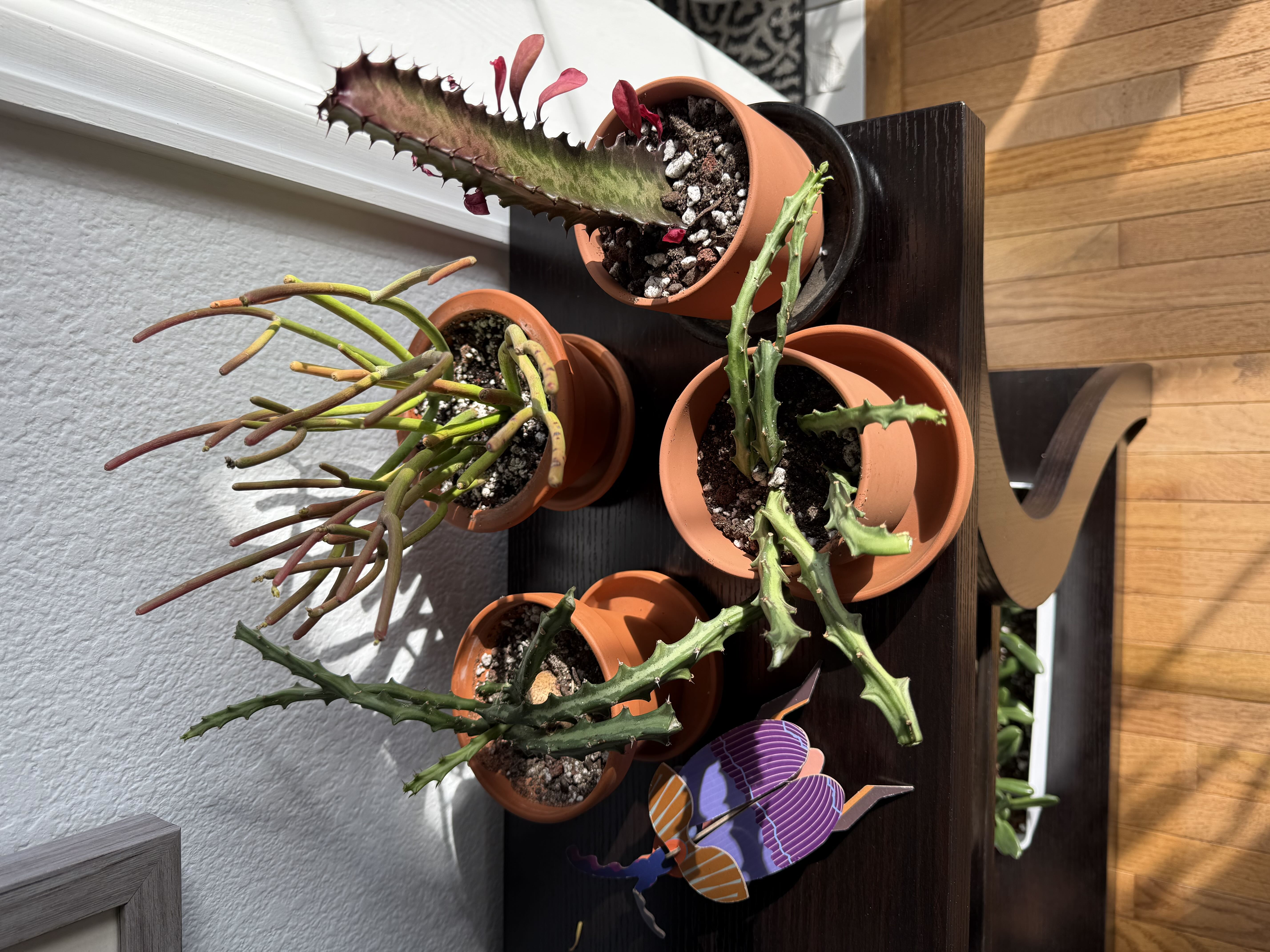 Photo from the post