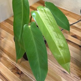 Photo of the plant species Philodendron Spiritus Sancti by @MamaLinne named LDRY Spiritu Sancti on Greg, the plant care app