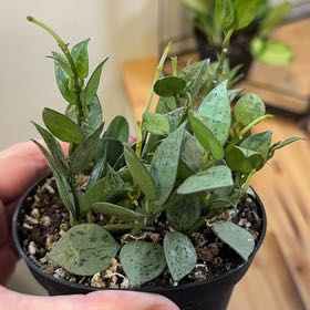 Photo of the plant species Hoya khroniana Silver Splash by @MamaLinne named LDRY Argent on Greg, the plant care app