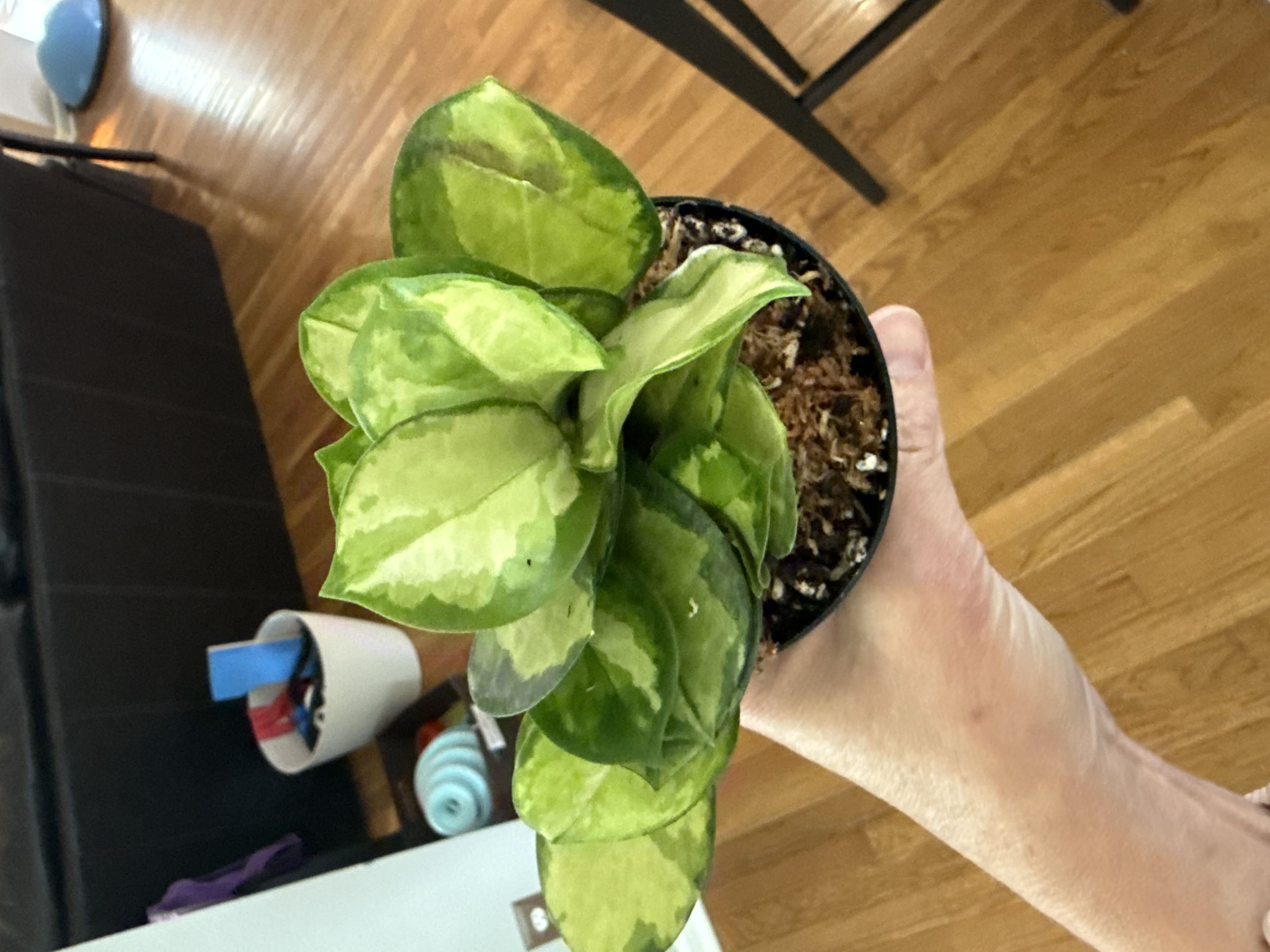 Photo from the post