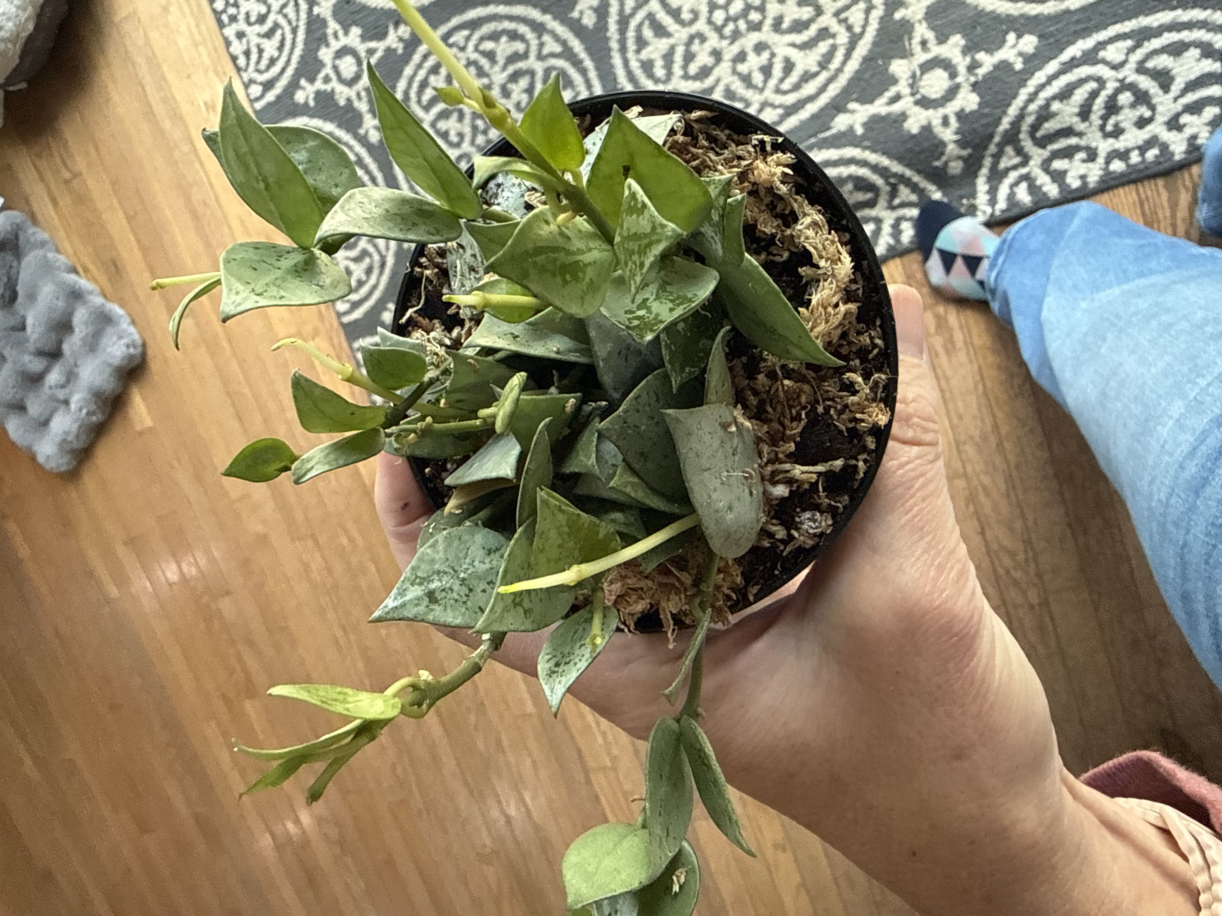 Photo from the post