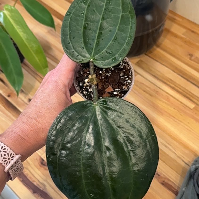 Photo of the plant species Hoya Latifolia by @MamaLinne named LDRY Lati on Greg, the plant care app