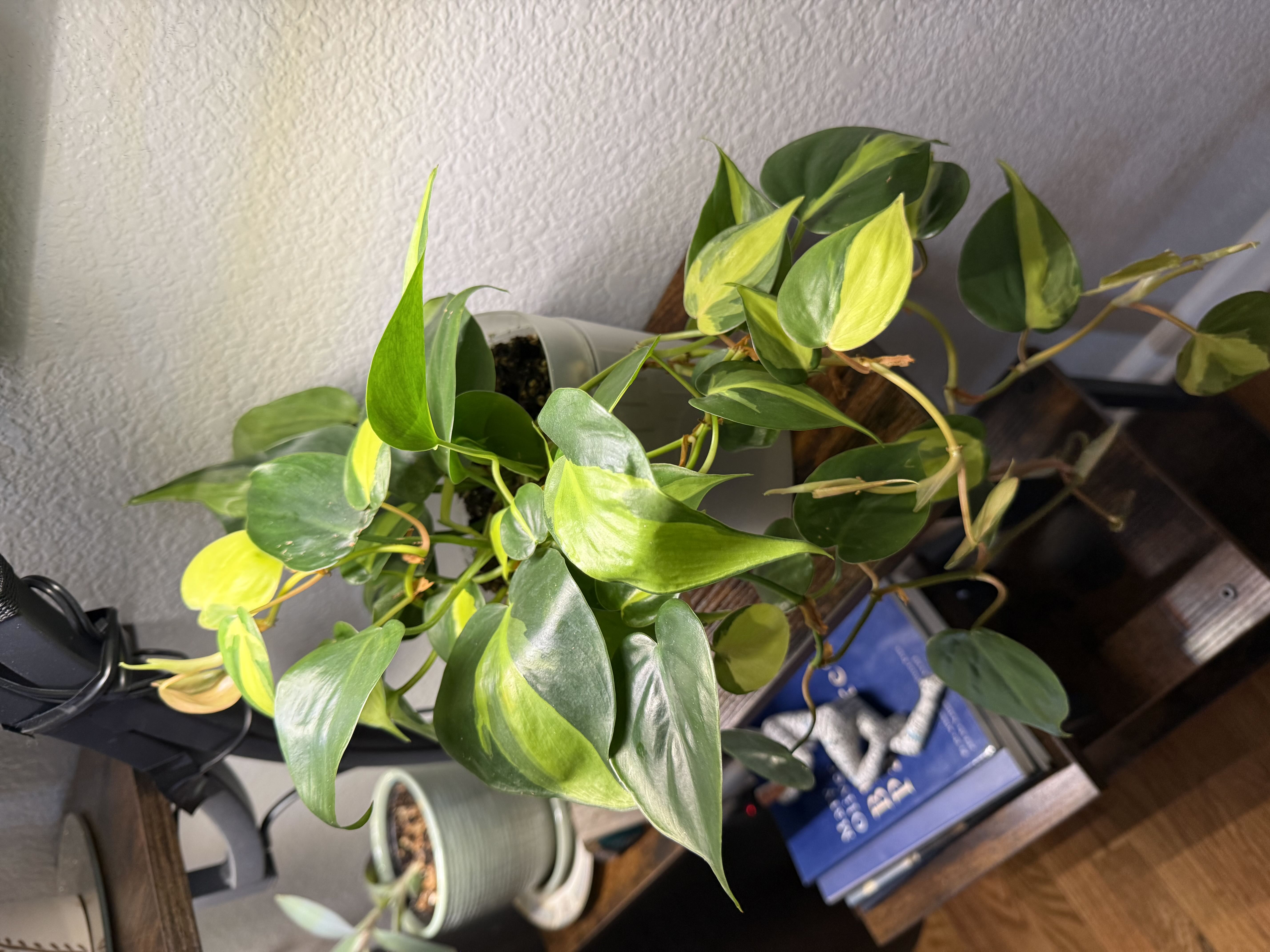 Photo from the post