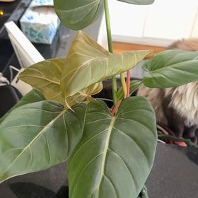 Photo of the plant species Philodendron 'Summer Glory' by @MamaLinne named LDRY Soledad on Greg, the plant care app