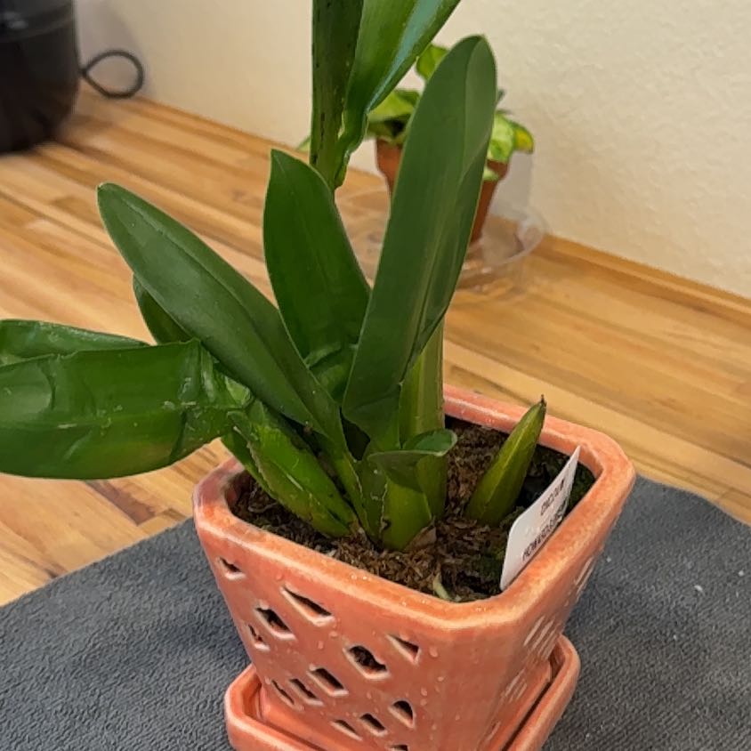 Photo of the plant species Howards dream Orchid by @MamaLinne named BOX Howard on Greg, the plant care app