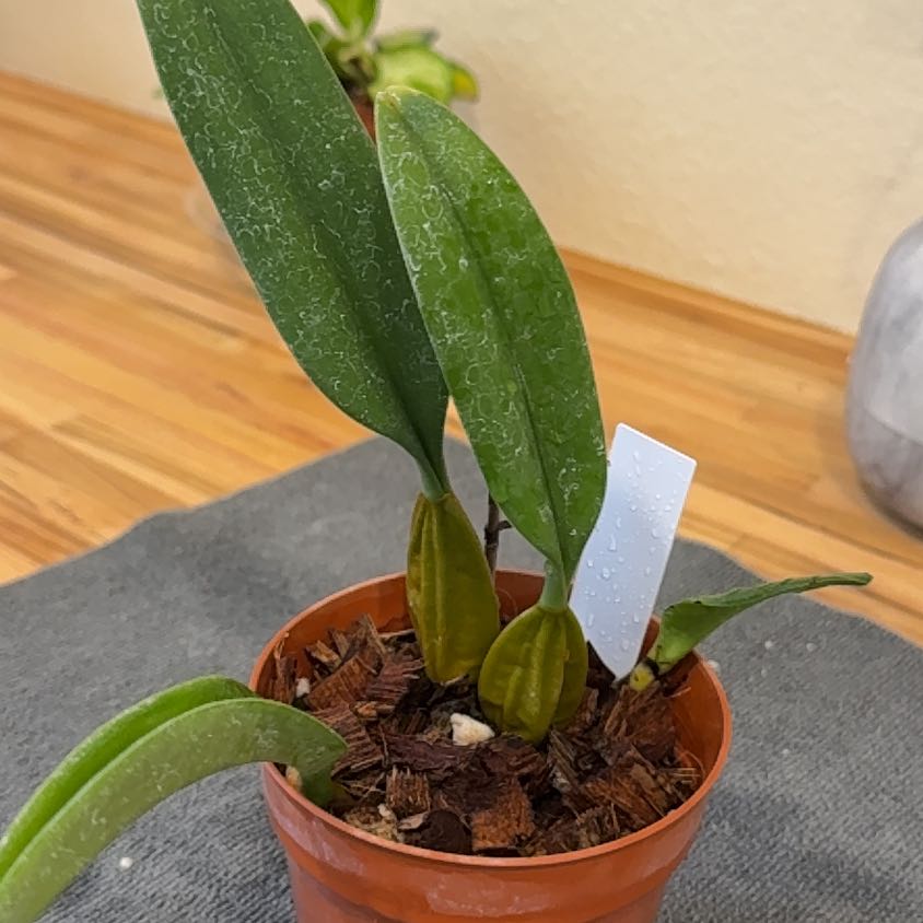 Photo of the plant species Slipper orchid by @MamaLinne named BOX Cinderella on Greg, the plant care app