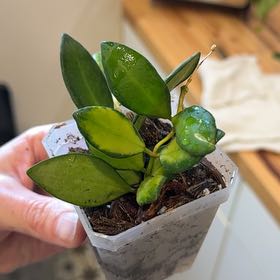 Photo of the plant species Hoya 'Burtoniae' by @MamaLinne named LDRY Nadia on Greg, the plant care app