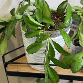 Photo of the plant species Hoya rosita 'Adrift' by @MamaLinne named LDRY Addie on Greg, the plant care app