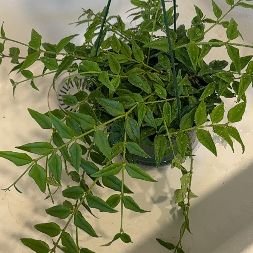 Photo of the plant species Hoya Bella by @MamaLinne named LDRY Jen on Greg, the plant care app