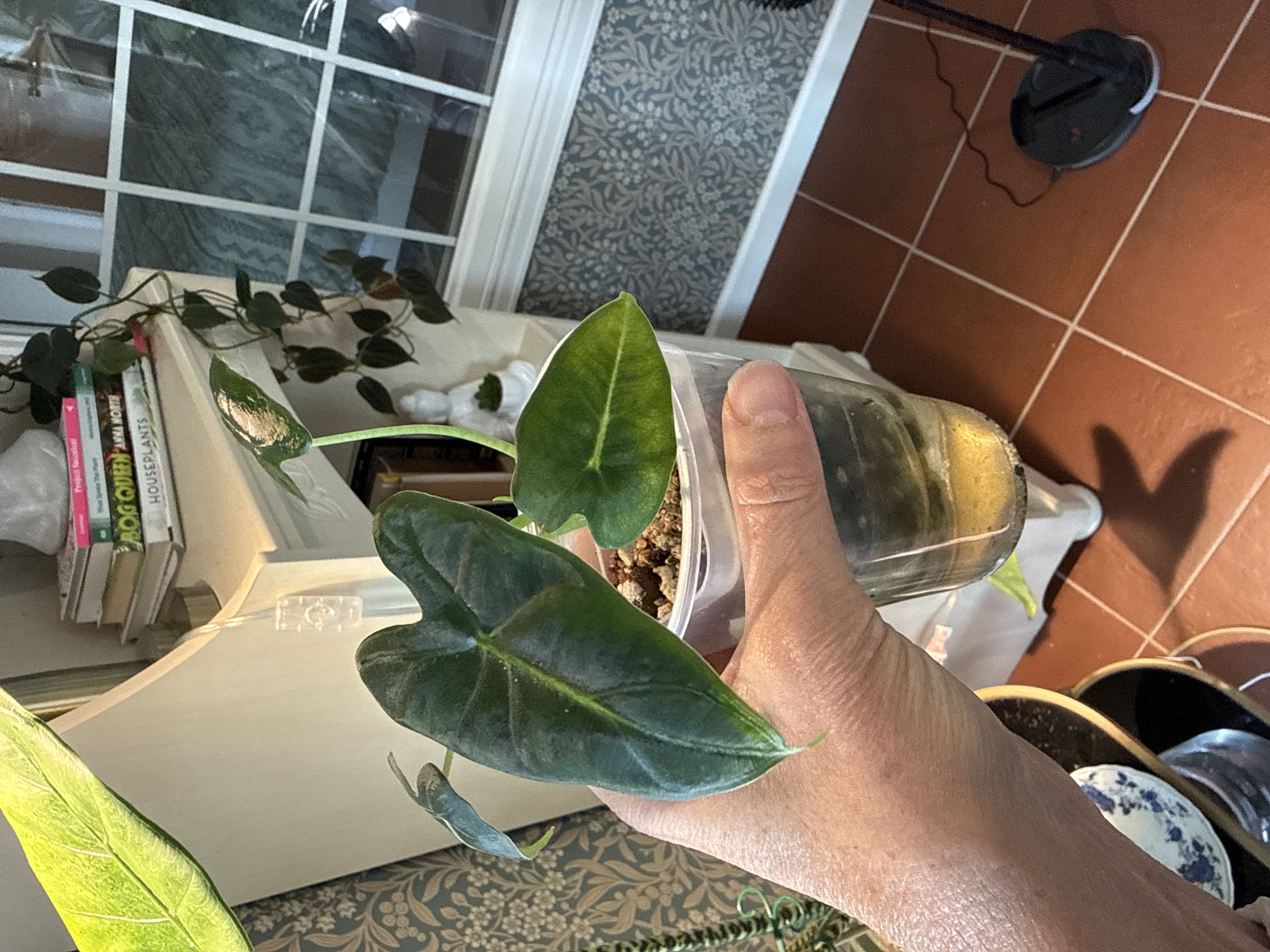 Photo from the post
