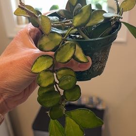 Photo of the plant species hoya burtoniae variegata by @MamaLinne named Pax on Greg, the plant care app