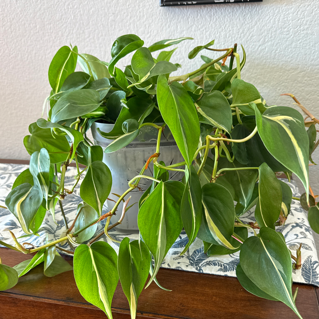 Photo of the plant species philodendron silver stripe by @MamaLinne named K Silver on Greg, the plant care app
