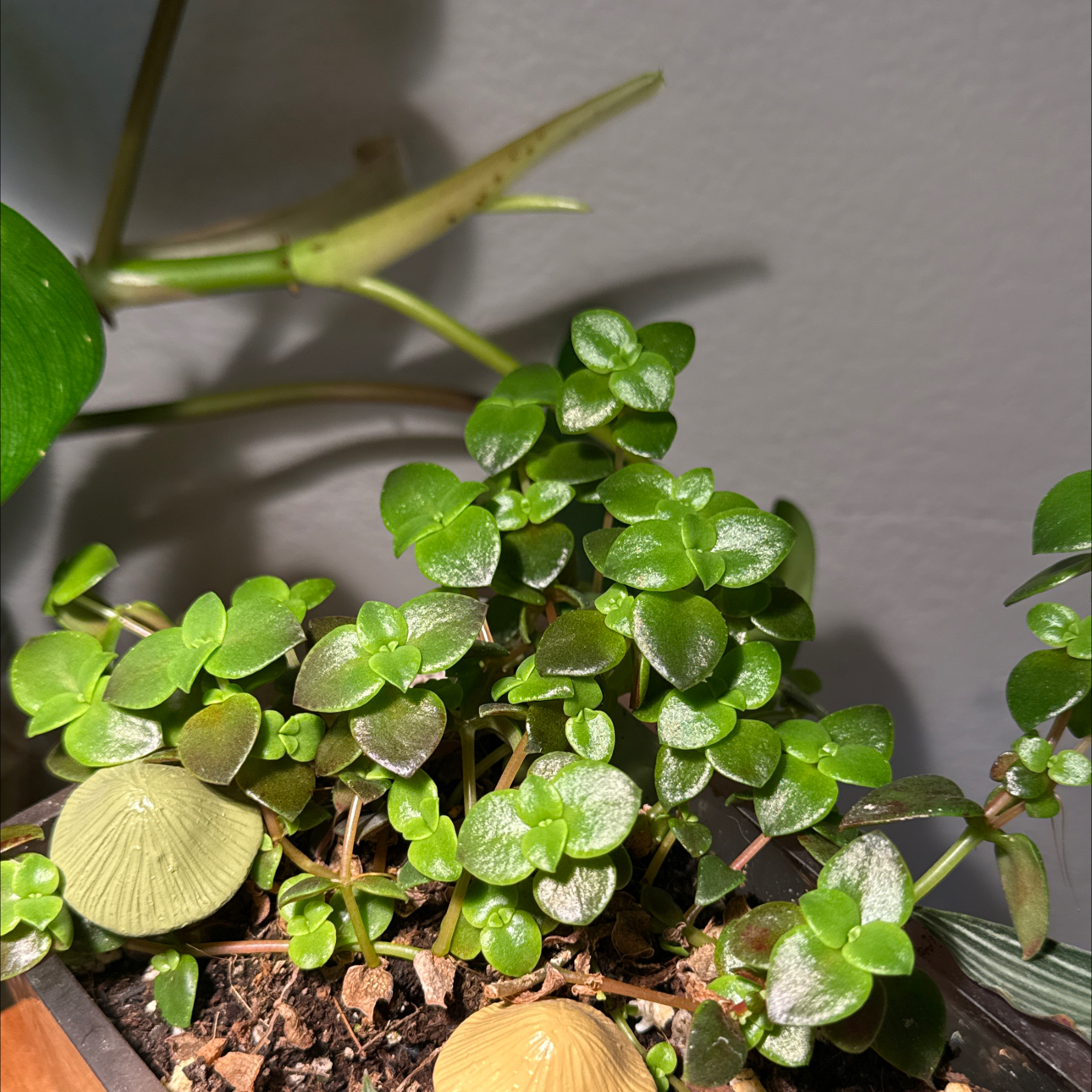 Photo of the plant species Crassula 'Calico Kitten' by @MamaLinne named LR Hemingway on Greg, the plant care app