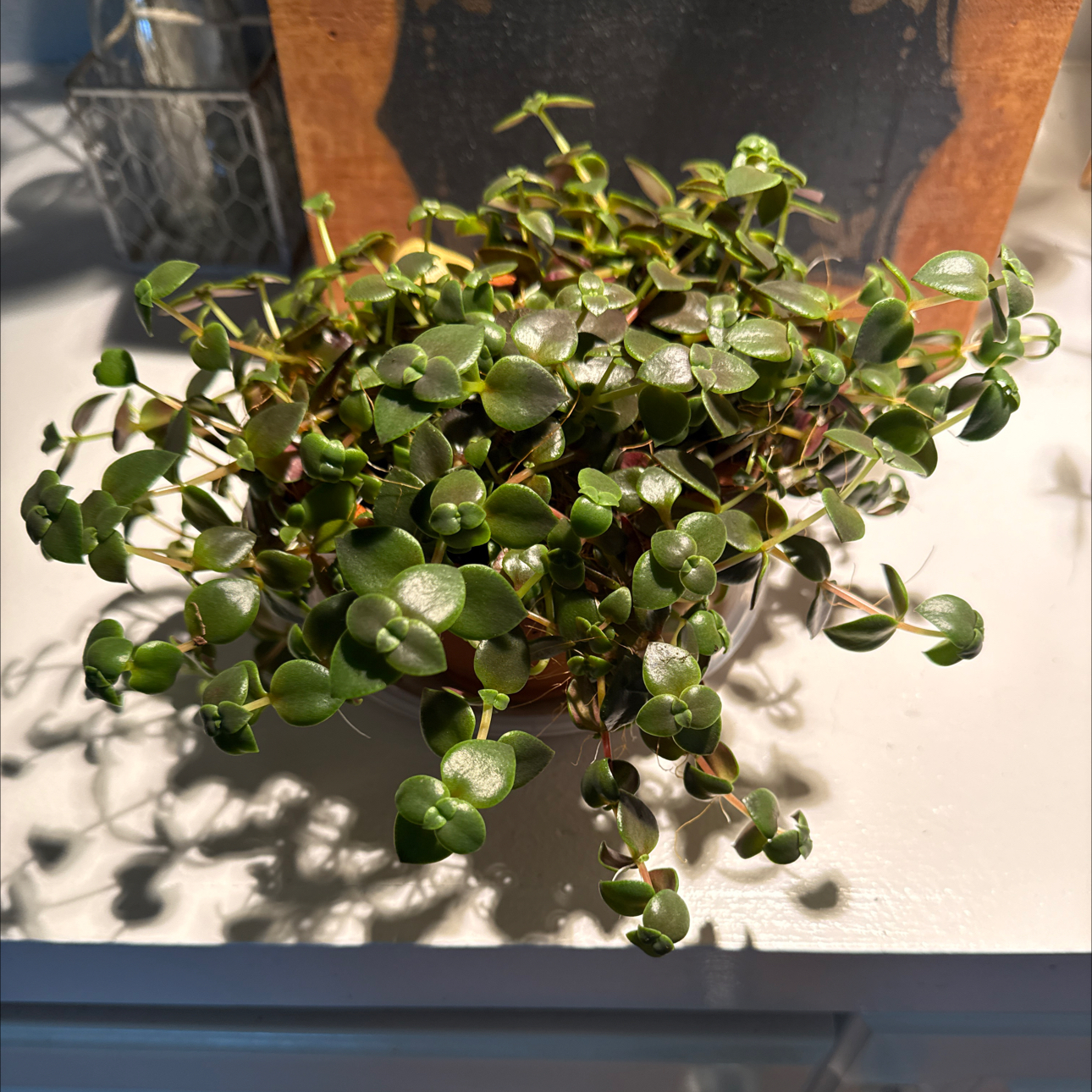 Photo of the plant species Crassula 'Calico Kitten' by @MamaLinne named LR Hemingway on Greg, the plant care app
