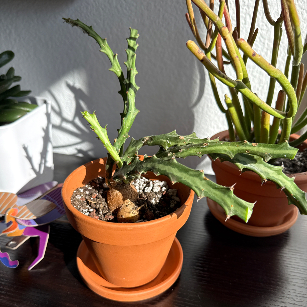 Photo of the plant species Striped Green Spurge by @MamaLinne named OFC Coco on Greg, the plant care app