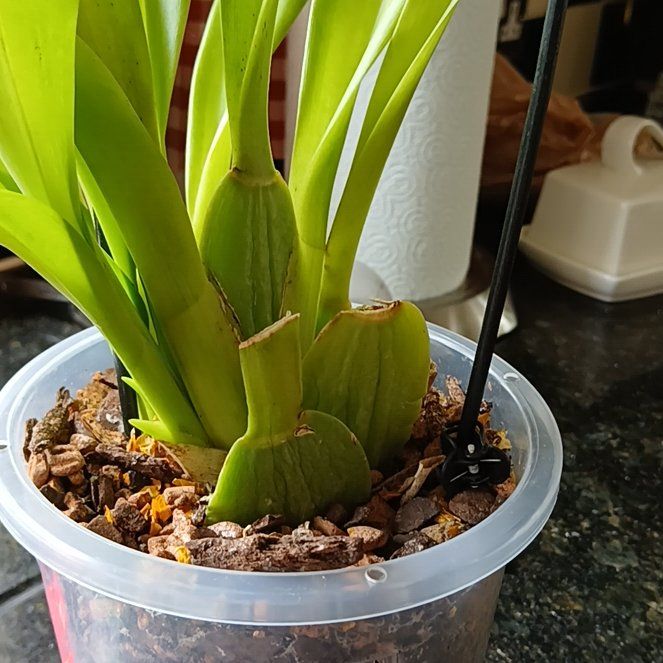 Photo of the plant species Cambria Orchid by @ArtisanTaro95 named Homer on Greg, the plant care app