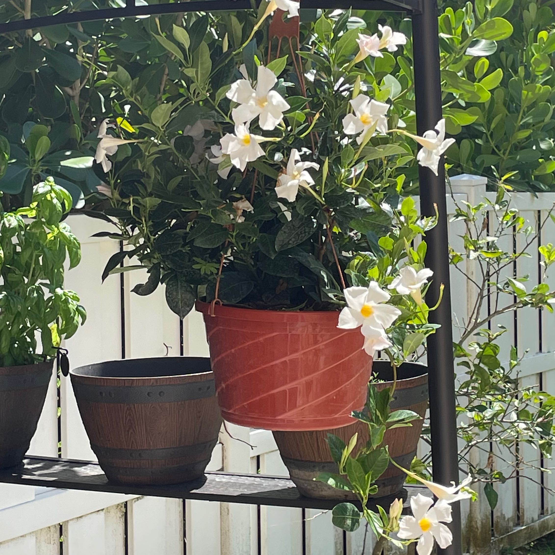 Dipladenia 'Rio' plant in a red hanging pot with white flowers, surrounded by other potted plants.