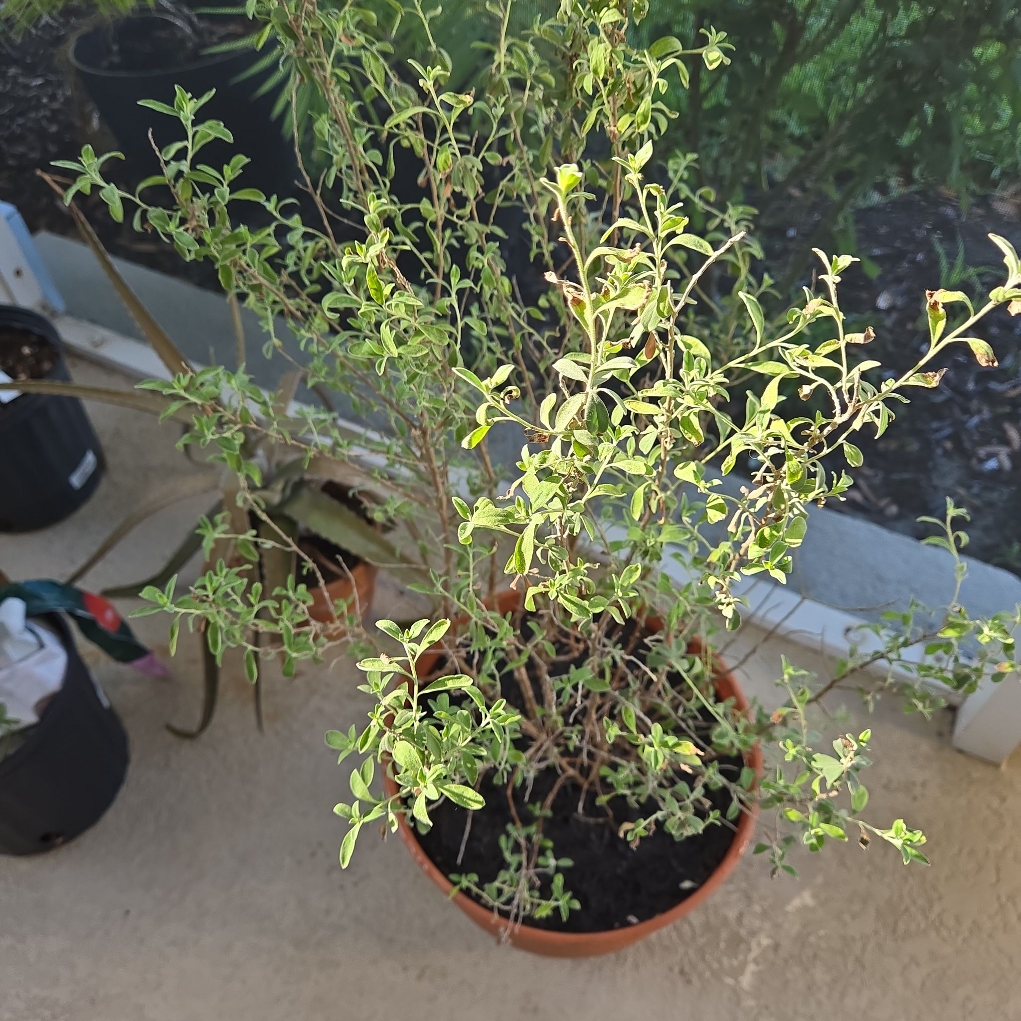 Photo of the plant species Pink Texas Sage by @YesDovetree25 named Michelle Branch on Greg, the plant care app