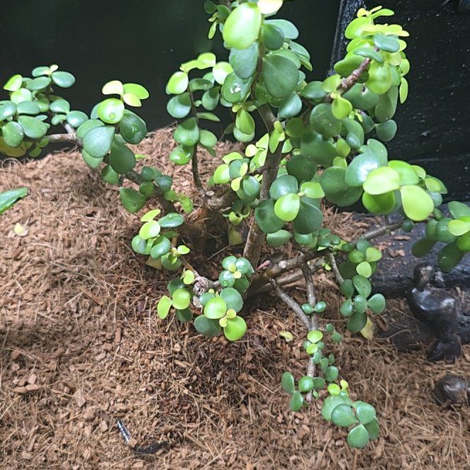 Photo of the plant species Dwarf Jade Plant 'Minima Lilliput' by @FunIrishmoss60 named da Vinci on Greg, the plant care app