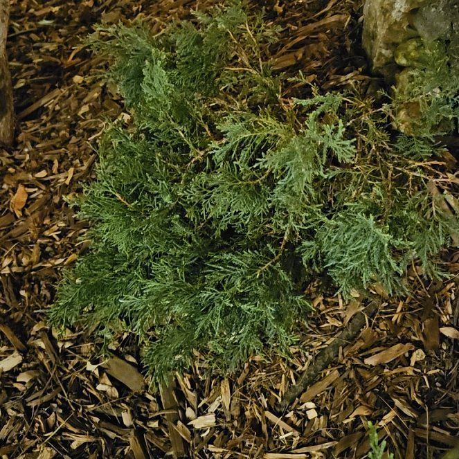 Photo of the plant species Old Gold Juniper by @PopularCowpea90 named Beckham on Greg, the plant care app