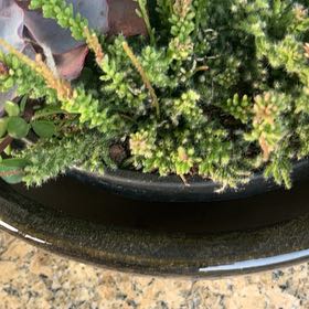 Photo of the plant species Mossy Stonecrop by @KeySapote4 named Harry on Greg, the plant care app