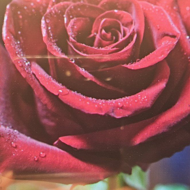 Photo of the plant species Beehive Ginger by @ClearGoldenseal named ChloroPhil on Greg, the plant care app