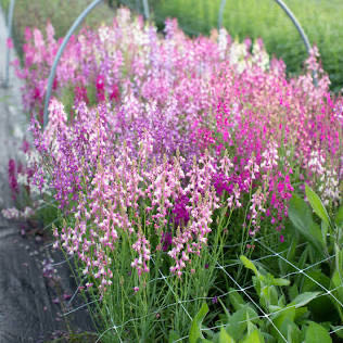 Photo of the plant species Toadflax by @MeekSedumsunset named Figyonce on Greg, the plant care app