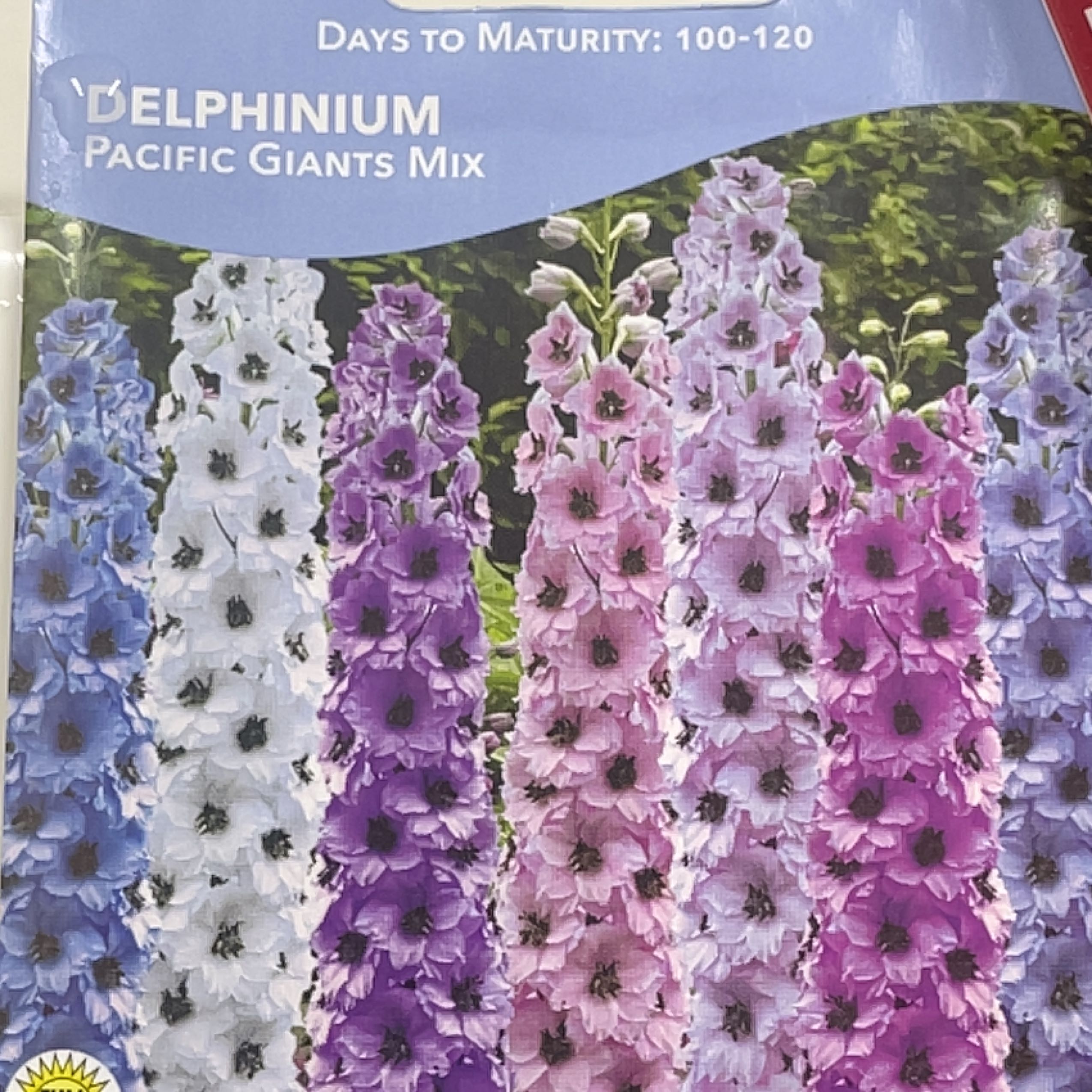 Photo of the plant species Delphinum by @MeekSedumsunset named Coco on Greg, the plant care app
