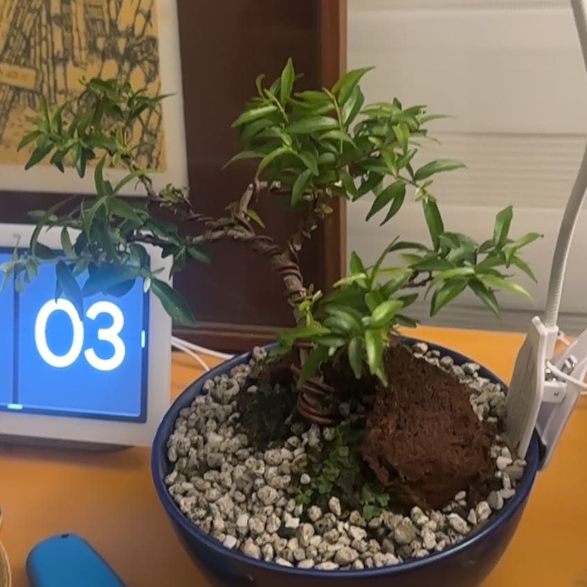 Photo of the plant species Water Jasmine by @AlternateRimu96 named Clooney on Greg, the plant care app